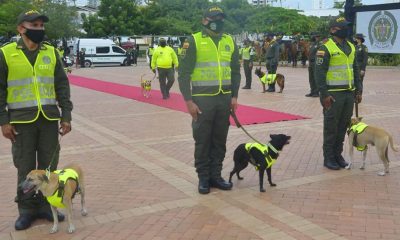 "Emotivo Reconocimiento: Policía Nacional Adorna a Más de 200 Animales Adoptados con 'Pañoleta de la Seguridad'".
