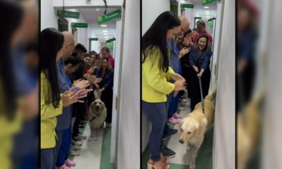 Héroe Peludo: Golden Retriever Sobrevive a Disparo para Rescatar a su Dueño y Recibe Ovación en el Hospital