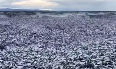 steriosa Mortandad de Peces en la Costa Norte de Japón Despierta Preocupación Ambient