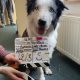 Messi, el Border Collie que Conquista Hollywood: De Mascota a Estrella de Cine