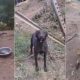 Incendio en Cerro El Cable: Fundación Veterinaria Lucha por Rescatar Animales Atrapados