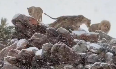 Sorprendente Nevada en Sudáfrica: Animales Cubiertos de Nieve se Vuelven Virales