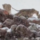 Sorprendente Nevada en Sudáfrica: Animales Cubiertos de Nieve se Vuelven Virales