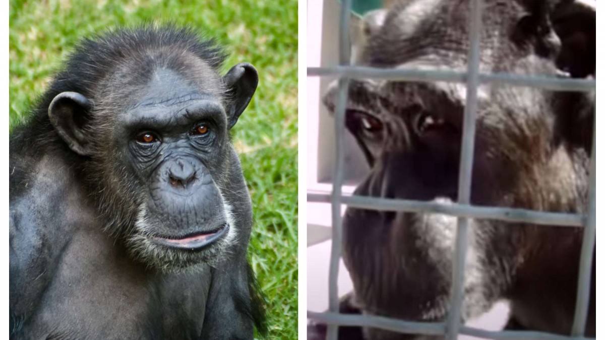Investigadores europeos analizan videos antiguos que sugieren que los chimpancés podrían pronunciar palabras como "mamá", generando controversia en la comunidad científica. Reescritura de la Noticia: Un reciente estudio realizado por investigadores de Suecia, Reino Unido y Suiza ha revivido el antiguo debate sobre la capacidad vocal de los chimpancés. Los científicos analizaron videos de los años 60 donde se observa a chimpancés pronunciar palabras como "mamá" y "papá". Axel Ekström, foniatra y científico cognitivo del KTH Royal Institute of Technology de Suecia, lideró el análisis, concluyendo que los chimpancés pueden realizar "contrastes fonéticos" similares a los humanos. Estos hallazgos sugieren que los chimpancés podrían poseer circuitos neuronales necesarios para el habla, lo que podría acercarlos aún más a sus "parientes" humanos. Sin embargo, esta teoría ha generado controversia. Julia Fischer, del Centro Alemán de Primates, argumenta que los sonidos emitidos por los chimpancés no son más que gruñidos, motivados por la expectativa de una recompensa.