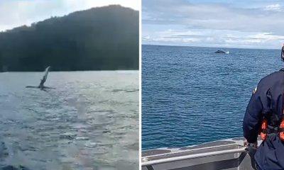 Armada de Colombia Rescata con Éxito a Ballena Atrapada en Bahía Solano