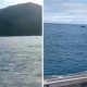 Armada de Colombia Rescata con Éxito a Ballena Atrapada en Bahía Solano